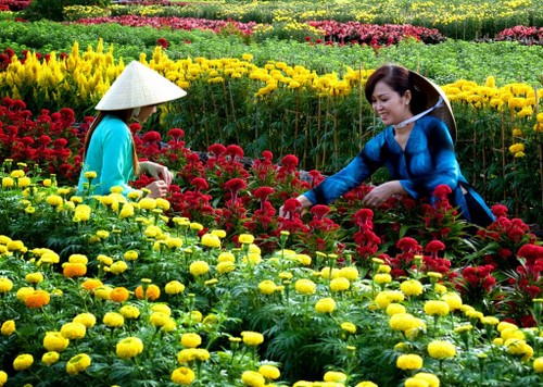 Sa Dec flower village attracts visitors at Tet - ảnh 1